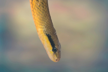 orthriophis taeniurus friesei, tabby snake