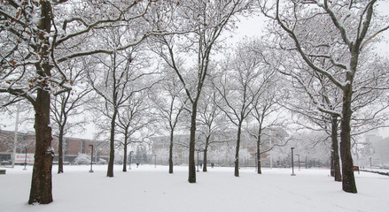 Snow on trees and grounds. Nature in winter 