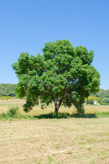 Fraxinus angustifolia, isolated tree