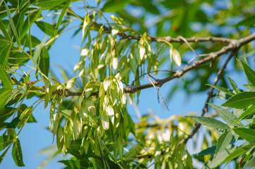 Obraz premium Fraxinus ornus samaras