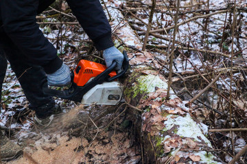 Woodcutter saws tree with chainsaw in forest. A woodcutter's hand with a chainsaw saws off a branch, shavings and sawdust from sawing fly apart.