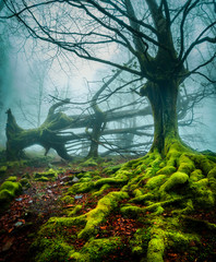 rio y cascada en el bosque belaustegui en el parque natural del monte gorbea en Euskadi