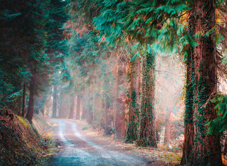 camino entre bosques de pinos en Euskadi. trekking y montañismo