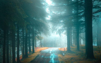 camino entre bosques de pinos en Euskadi. trekking y montañismo