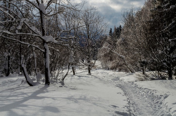 ścieżka w zimowym lesie © wedrownik52
