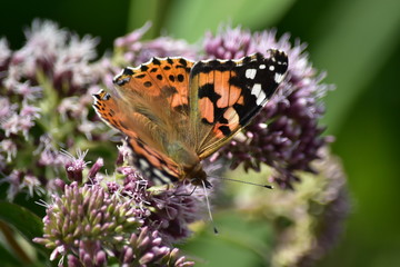 papillon