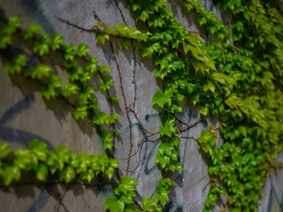 Fototapeta na wymiar Green wild grape on the wall