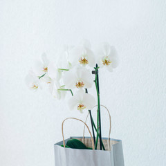 Orchids in a paper bag. White orchids. Paper bag. White table. White wallpapers. Flowers in a paper bag.