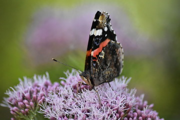 papillon