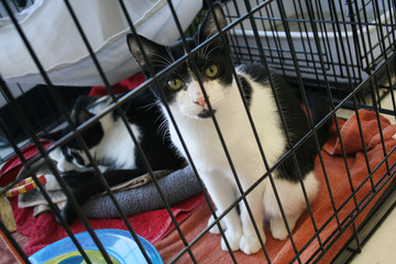 Black and white cat sitting in cage during adopt-a-thon