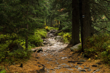 Trail in the forest. Tatransky narodny park. Vysoke Tatry. Slovakia.