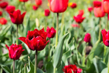 Obraz na płótnie Canvas Red tulips. Outdoor.
