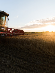 Fototapeta premium Harvesting of wheat field with combine