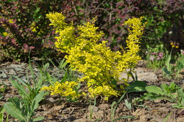 Berberis thunbergii Aurea in spring