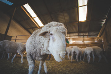 Close up image of a Merino sheep in a shed, in the Karoo region of south africa, getting ready to...