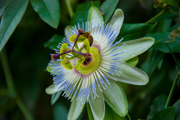 Passiflora flower on a bush pollination by a bee