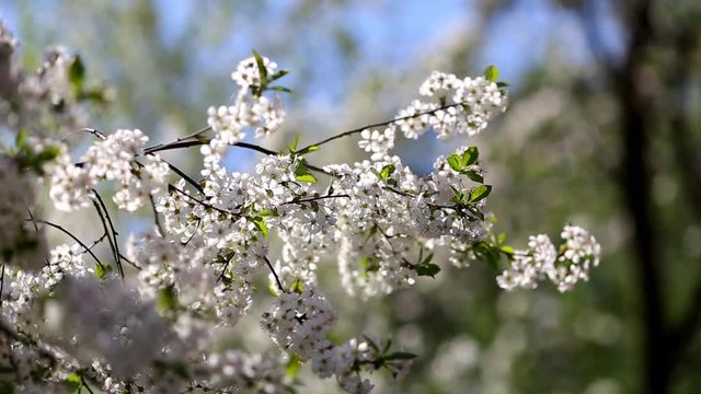 Spring flowering branches.