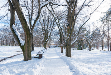 Winter in the park, Path or pathway in the park with snow trees and wooden bench in the winter season and sunlight