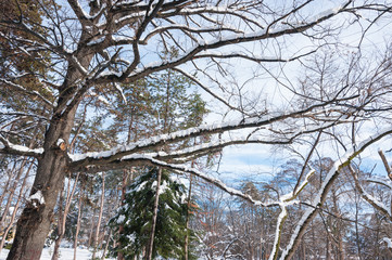 Winter in the nature, Tree tops with branches covered with snow in the park in the winter season with sunlight