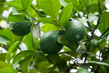 Green Lime on a branch in the garden