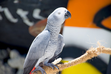 The bird tropical a beautiful big parrot