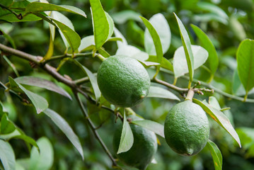 Green Lime on a branch in the garden