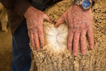Close up image of the old hands of a Karoo farmer checking the quality of his Merino wool sheep's...