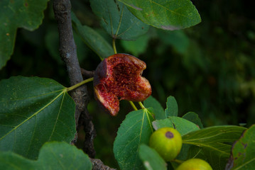 Sweet and ripe figs on the branch