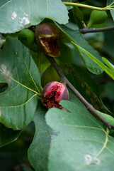 Sweet and ripe figs on the branch