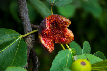 Sweet and ripe figs on the branch