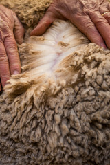 Close up image of the old hands of a Karoo farmer checking the quality of his Merino wool sheep's...
