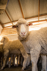 Close up image of a Merino sheep in a shed, in the Karoo region of south africa, getting ready to...