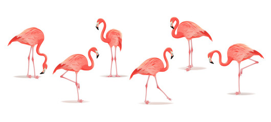 Set of exotic flamingos isolated on white background. Hand drawn watercolor illustration. - obrazy, fototapety, plakaty