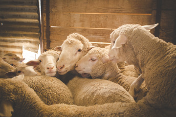 Close up image of a Merino sheep in a shed, in the Karoo region of south africa, getting ready to be sheered and the wool exported