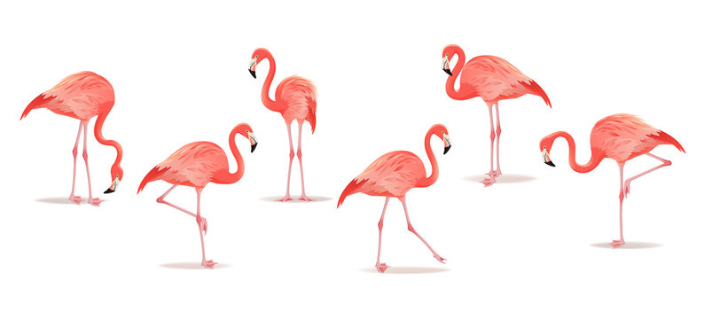 Set of exotic flamingos isolated on white background. Hand drawn watercolor illustration.