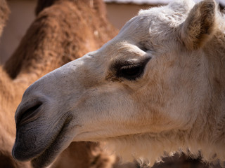 Camel Farm in Al Hasa, Saudi Arabia