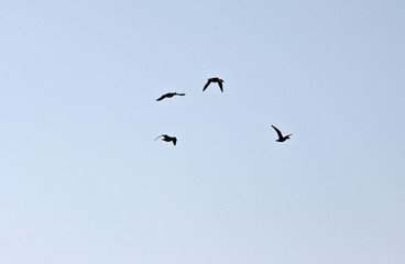 하늘을 날으는 새들