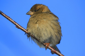 A colorful sparrow sits on a thin branch and looks at the photographer. Bright blue sky. Close-up. Wild nature.
