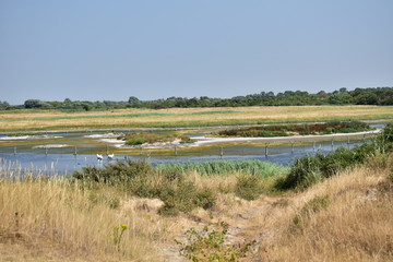 paysage marais