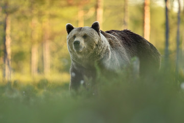 brown bear in forest scenery at summer