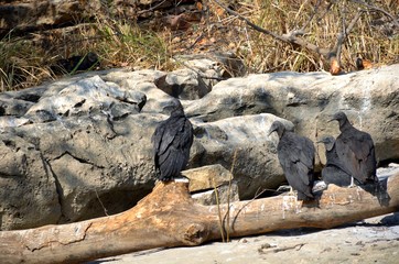 Wild Black Vultures in Chiapas, Mexico 