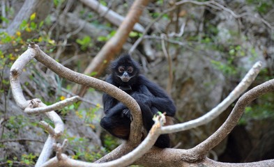 Wild Monkey in Chiapas