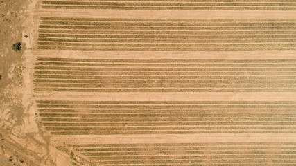 Aerial view over an onion seed farm in the karoo region of south africa © Dewald