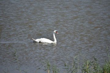 cygne