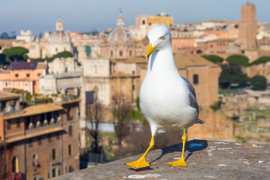 Mediterranean Gull on the background Aerial scenic view of Rome at sunny day, Italy.