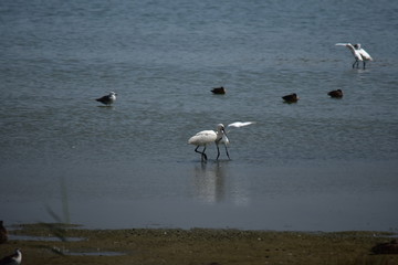 oiseaux marais