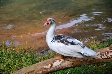 Wildlife in the Jungle in Chiapas