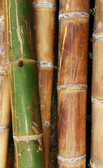 bamboo bambus hintergrund background