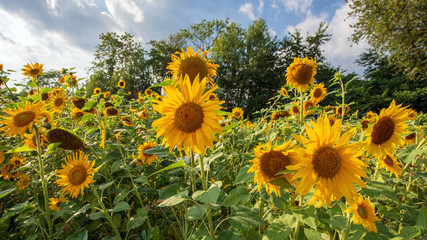 Postkartenmotiv Sonnenblumen im Sommer