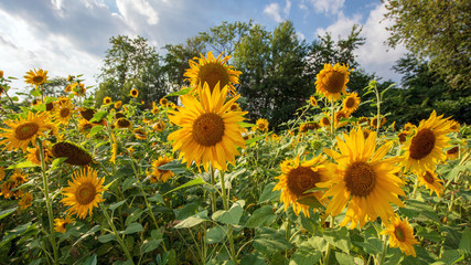 Obraz premium Postkartenmotiv Sonnenblumen im Sommer